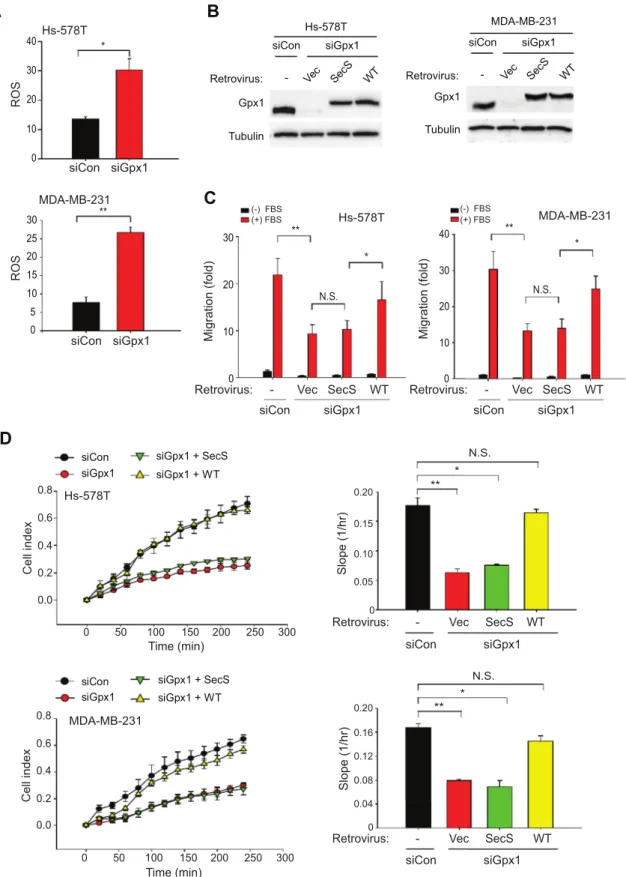 Fig. 3. Gpx1 peroxidase activity is required for regulating the functions of TNBC cells.