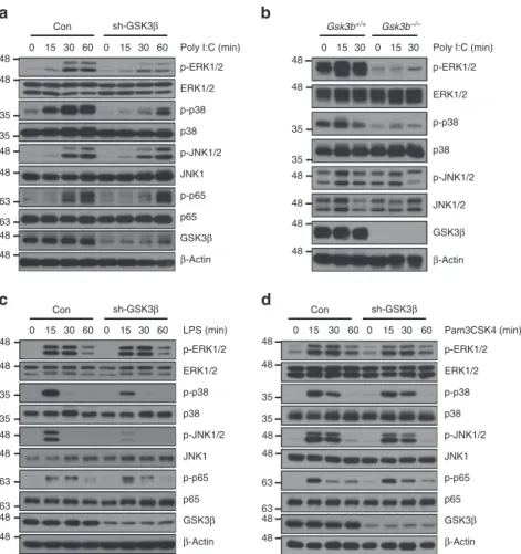 Figure 2 | GSK3b regulates poly I:C-mediated ERK and p38 activation. (a) Western blotting of the phosphorylation of the MAPKs ERK, p38 and JNK and NF-kB p65 in poly I:C-stimulated RAW264.7 cells stably expressing control shRNA (Con) or GSK3b-speciﬁc shRNA 