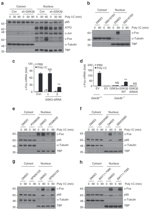 Figure 3 | GSK3b regulates poly I:C-mediated c-Fos induction through the ERK and p38 pathways
