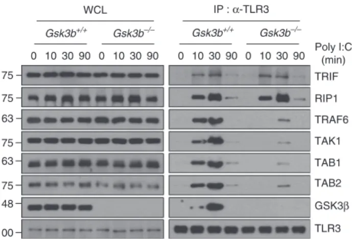 Figure 4 | GSK3b is required for the recruitment of the TRAF6–TAK1– TAB1–TAB2 complex to TLR3