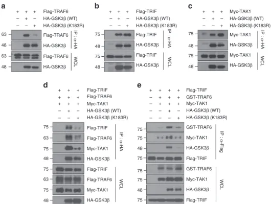 Figure 7 | Ubiquitination of GSK3b is required for the formation of a signalling complex containing TRIF, TRAF6, TAK1 and GSK3b