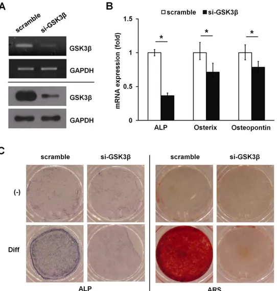 Figure 2. Knockdown of endogenous GSK3b by siRNA inhibits osteoblast differentiation in ADSCs