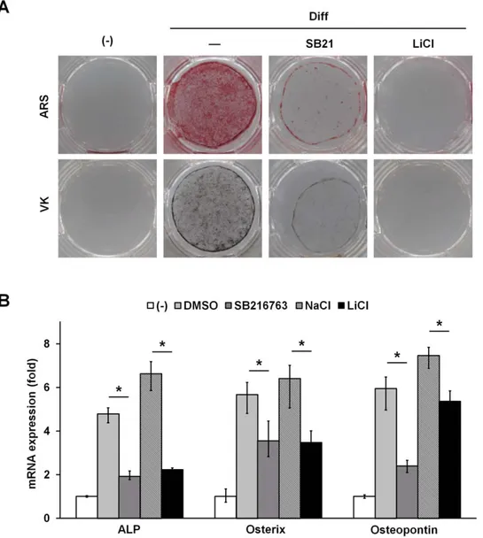Figure 3. GSK3 inhibitors inhibit osteoblast differentiation in ADSCs. (A) ADSCs were grown to confluence and then cultured in osteogenic differentiation medium with and without 5 mM SB216763 (SB21) or 20 mM lithium chloride (LiCl) for 12 days