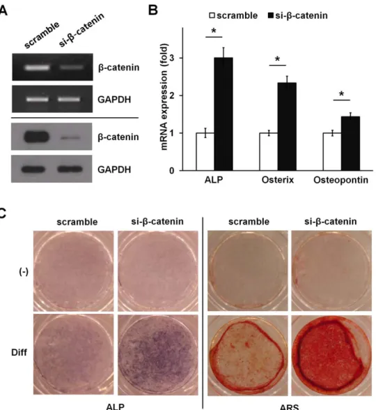 Figure 6. Knockdown of endogenous b-catenin enhances osteoblast differentiation of ADSCs
