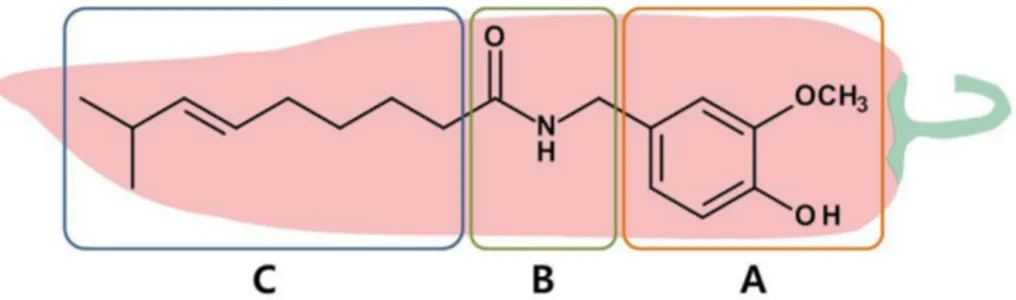 Figure 1. Chemical structure of capsaicin, the primary ingredient of chili pepper, and its three  important regions, namely A (aromatic head), B (amide linkage) and C (hydrophobic tail) depicted in  different colored boxes