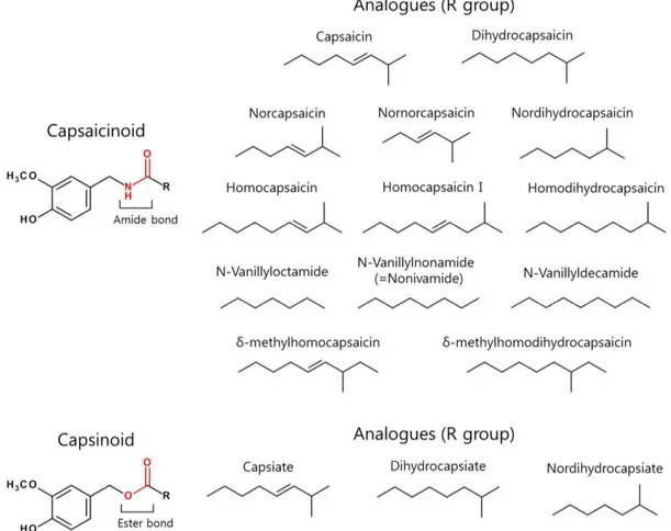 Figure 2. The general chemical structure of capsaicinoid and capsinoid and their related analogues  that differ in the R-group are summarized