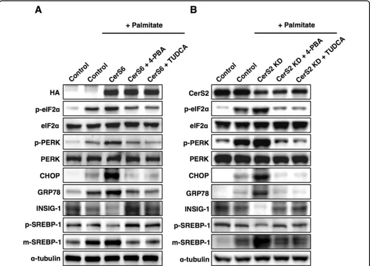 Fig. 5 CerS-mediated SREBP-1 cleavage is regulated via ER stress. Representative Western blots of ER stress and lipogenic pathways in a CerS6- CerS6-overexpressing Hep3B cells and b CerS2-knockdown Hep3B cells