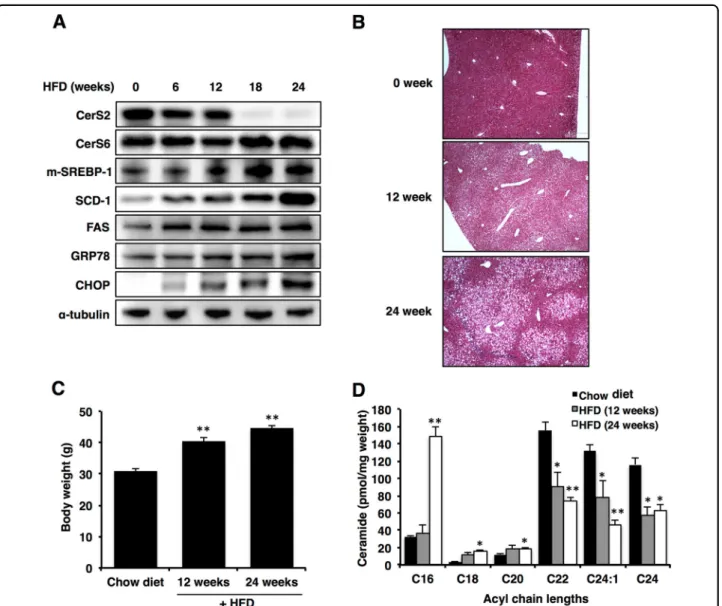 Fig. 1 CerS expression is altered during high-fat diet (HFD)-induced nonalcoholic fatty liver disease (NAFLD) progression