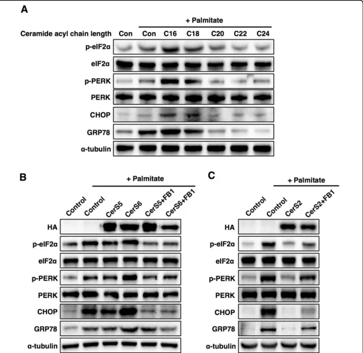 Fig. 2 The effects of ceramide on palmitate-induced ER stress are different in Hep3B cells depending on ceramide acyl chain length