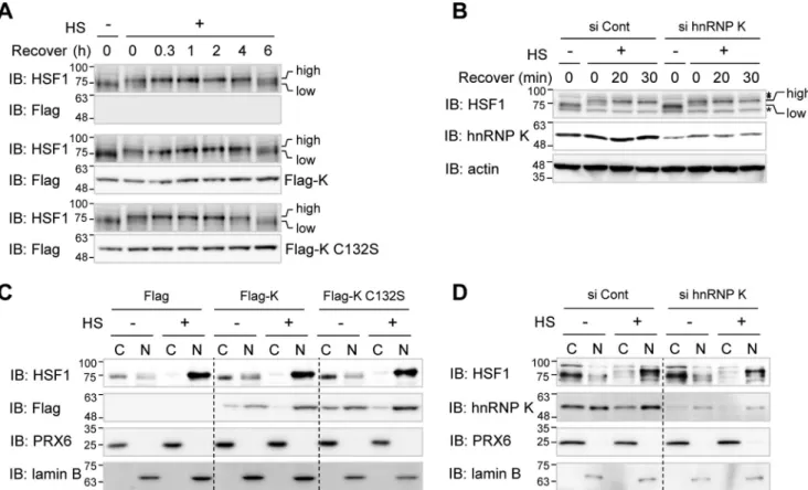 Figure 4. hnRNP K inhibits heat shock–induced hsp70 and hsp27 mRNA expression. A–D, HEK293T cells were transfected with Flag empty vector, Flag-hnRNP K, Flag-hnRNP K C132S, or Flag-hnRNP K C145S (A and C) and Flag empty vector, Flag-hnRNP K, Flag-hnRNP K C