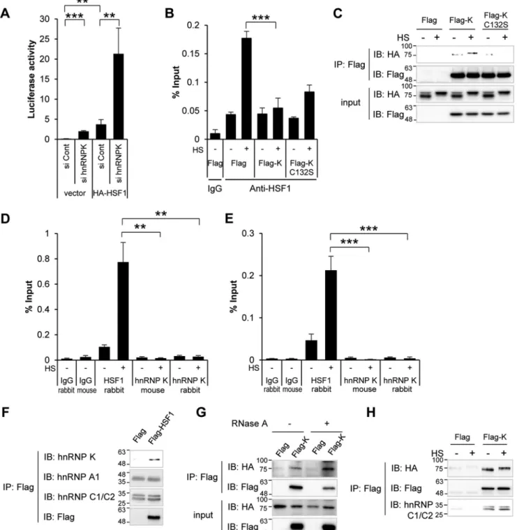 Figure 6. hnRNP K inhibits HSF1 binding to HSE. A, after depletion of hnRNP K with hnRNP K specific siRNA, HeLa cells were transfected with empty vector or HA-HSF1 vector both with hsp70-luciferase plasmid