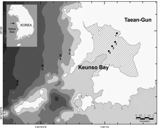 Table 1. Particulate organic carbon (POC), calcium carbonate (CaCO 3 ), and mean grain size of surface sediments in the Keuso Bay intertidal flat during summer and winter 