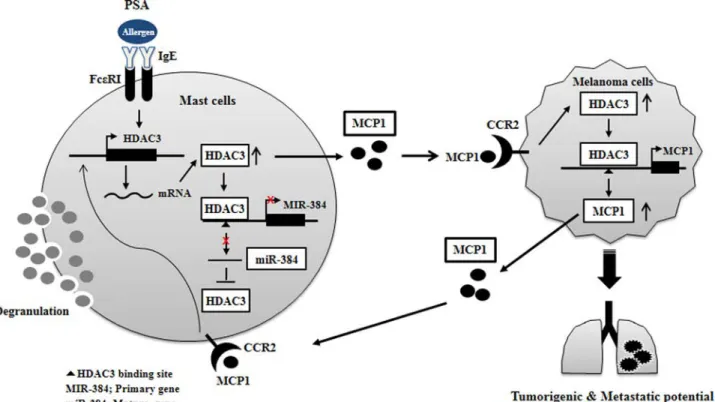 FIGURE 16. Proposed mechanism of positive feedback relationship mediated by HDAC3. CCR2, chemokine, cc motif, receptor 2; HDAC3, histone deacety- deacety-lase-3; MCP1, monocyte chemoattractant protein-1; PSA, passive systemic anaphylaxis.