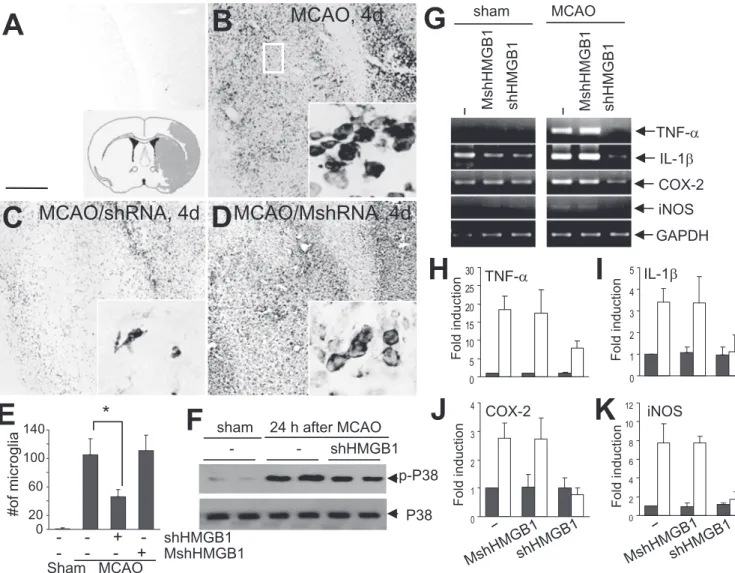 Figure 4. Suppression of inflammatory markers by HMGB1 shRNA in the postischemic brain