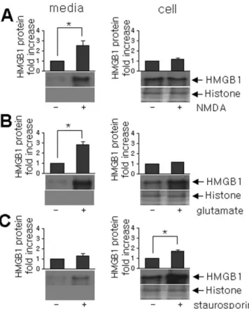 Figure 6. Microglial activation by extracellular HMGB1. A, Primary microglial cultures (1 ⫻ 10 4 cells) were incubated with media collected from NMDA- or staurosporine (stauros)-treated primary cortical cultures for 24 h in the presence or absence of anti-