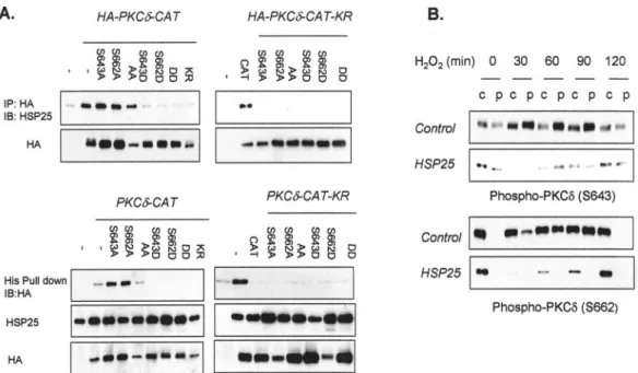 FIG. 4. Dephosphorylation-dependent binding of the PKC ␦ by HSP25. A, immunodetection of HSP25 (in lysates after PKC␦ immuno- immuno-precipitation) of transfected L929 cells of HA-fused PKC␦-CAT or PKC␦-CAT-KR vectors containing the wild type and the indic