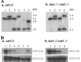 FIG. 2. Construction of CAT1 null mutants and a revertant. The CAT1 genes of the wt and the tsa1 ⌬ mutant (30, 31) were disrupted using URA3-dpl200 (32), yielding the cat1 ⌬ and tsa1⌬ cat1⌬ mutants, respectively
