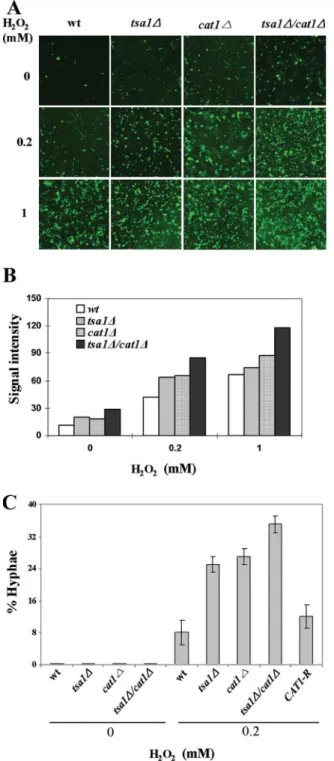 FIG. 4. Effects of ascorbic acid on hyphal differentiation in FBS- FBS-treated cells. Wt cells were grown in YPD in the absence ( ⫺) or presence ( ⫹) of 10% FBS for 30 min, followed by supplementation with 50 mM or 100 mM ascorbic acid