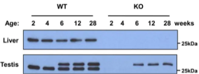 FIGURE 1. Expression of Prx IV in liver and testis of WT and Prx IV KO mice. The liver and testis from WT and Prx IV KO animals at 2, 4, 6, 12, or 28 weeks of age were subjected to immunoblot analysis with antibodies to the  COOH-terminal region of Prx IV