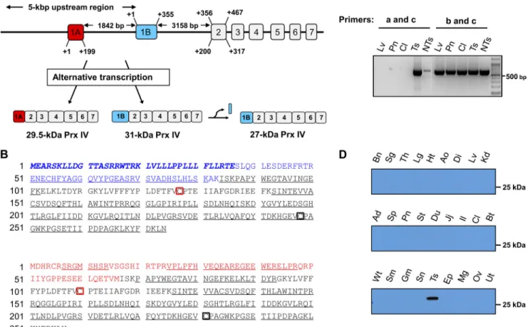 FIGURE 2. Identification of alternatively transcribed forms of Prx IV. A, schematic representation of the genomic organization and alternative transcription of the mouse Prx IV gene
