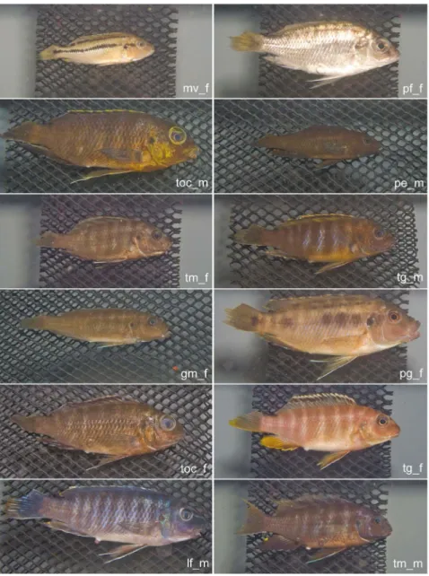 Figure 4. Grabcut results. Images in the left column are the inputs to the Grabcut algorithm, and the images on the right column are their results