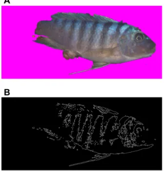Figure 5. An example input image and its resulting edge detection. (A) A photographic image before edge detection and (B) after a canny edgy filtering