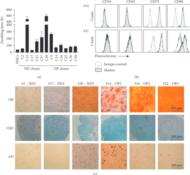 Figure 2: Selection of clones for transcriptome sequencing. Screening of MSC characteristics of 12 clones was performed