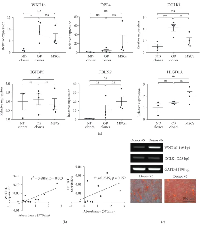 Figure 4: Expression of markers in a heterogeneous population of progenitors. (a) Expression of the six selected genes (WNT16, DPP4, DCLK1, IGFBP5, FBLN2, and HIGD1A) was conﬁrmed in ND and OP clones as well as T-MSCs from four diﬀerent donors using 