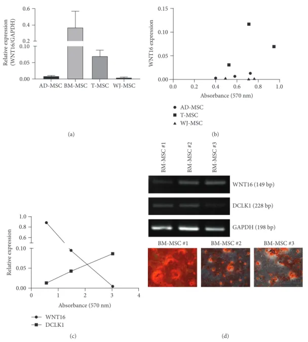 Figure 5: The correlation between WNT16 expression and osteogenic capacity is speciﬁc for T-MSCs