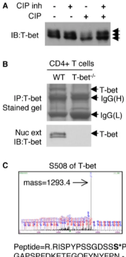 Figure 1. T-bet is phosphorylated at serine 508. (A) The Th1 (AE7) 