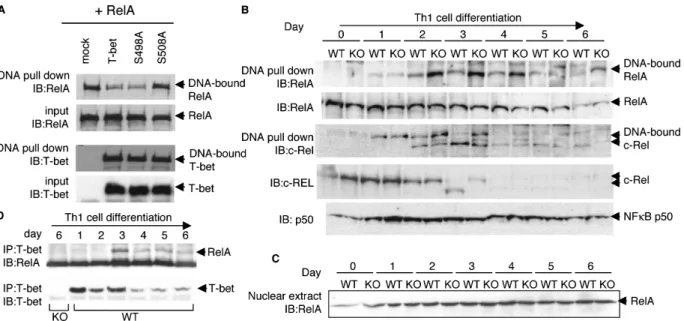 Figure 7. T-bet regulates the DNA binding activity of NF- B RelA. 