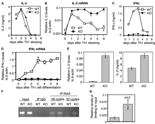 Figure 8. The DNA-binding activity of RelA correlates with increased  IL-2 expression in T-bet   Th1 cells