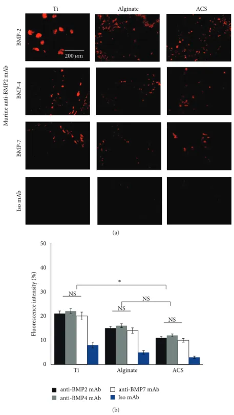 Figure 5: Localization of BMP-2, BMP-4, and BMP-7 antigens within defect sites with immobilized anti-BMP-2 mAb following in vivo implantation and retrieval after 8 weeks