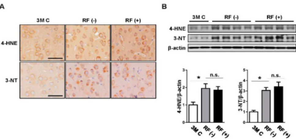 Figure 1. Effects of long-term RF-EMF exposure on induction of oxidative damage in aged mouse brains