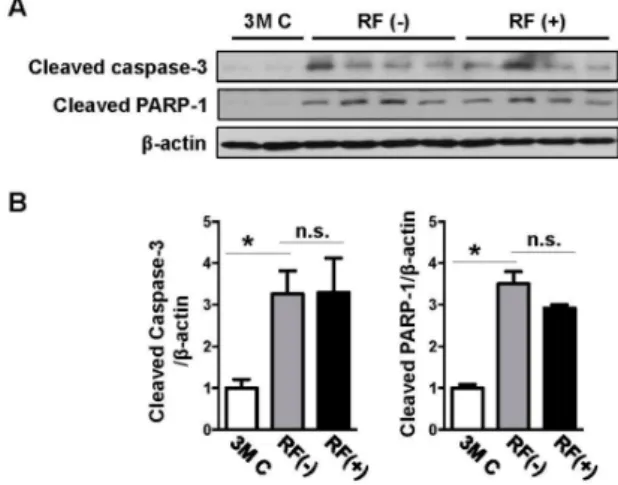 Figure 4. Effects of RF-EMF exposure on the protein expression levels of cleaved caspase-3 and