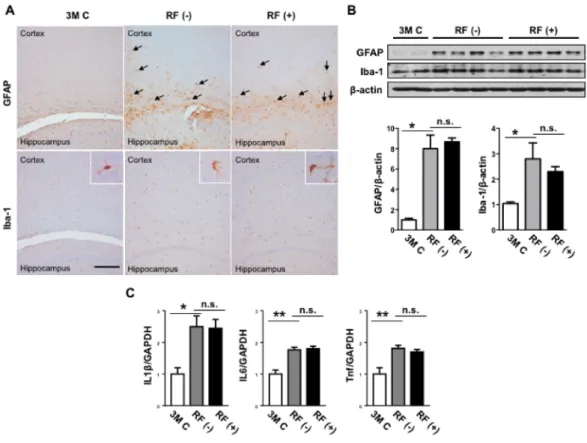Figure 5. Effects of RF-EMF exposure on the protein expression levels of GFAP and Iba-1 in the aged