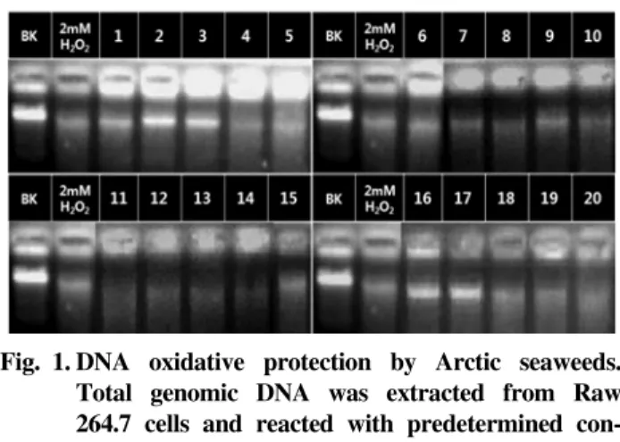 Fig.  1. DNA  oxidative  protection  by  Arctic  seaweeds.