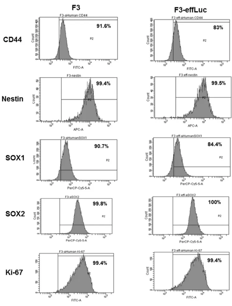 Figure 2. Validation of stem cell characteristics in F3 cells and F3-effLuc cells. Flow cytometric analysis showed F3 and F3-effLuc cells are positive for the stem cell surface marker, (a) CD44, and the intracellular marker s, (b) Nestin, (c) Ki67, (d) Sox