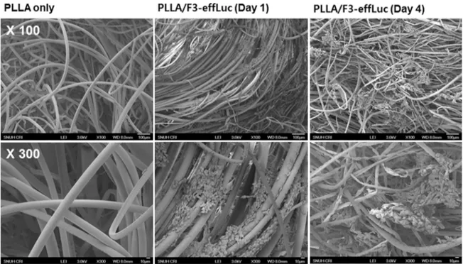 Figure 3. In vitro proliferative effect in F3-effLuc cells within the PLLA scaffold. (A) Scanning electron microscope (SEM) analysis was conducted to confirm adhesion of F3-effLuc cells to the PLLA scaffold