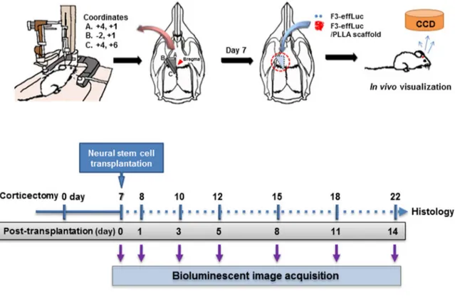 Figure 4. Schematic representation of the procedure for in vivo optical imaging. (A) The protocol is for in vivo monitoring of F3-effLuc cells implanted in a corticectomized rat model