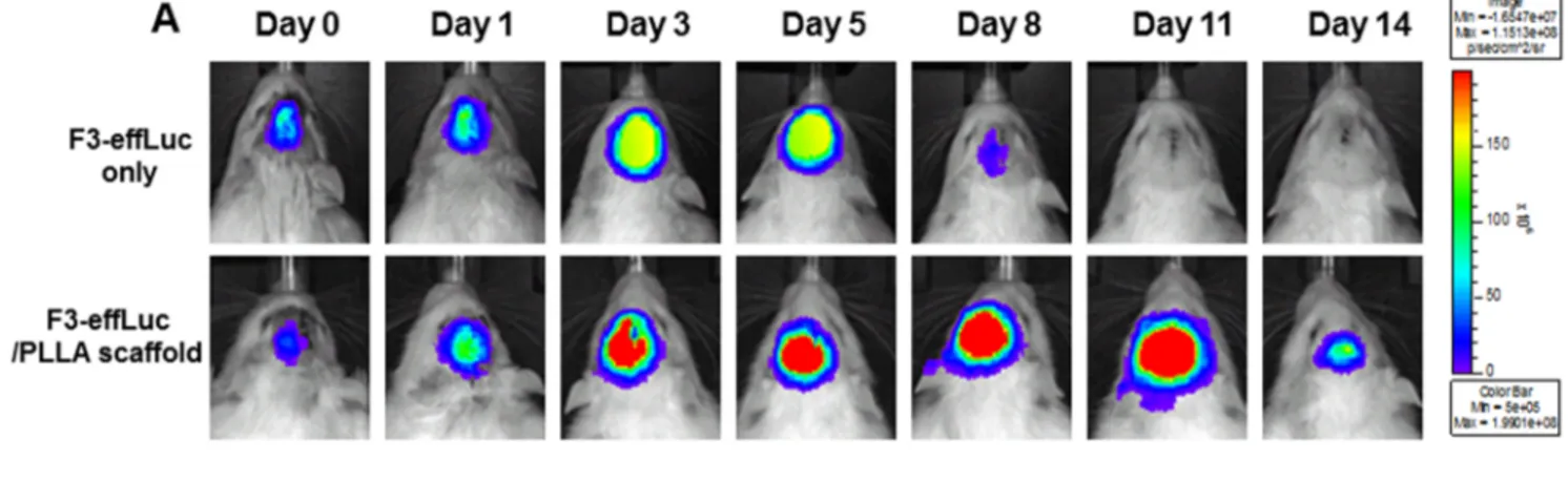 Figure 5. In vivo bioluminescence imaging of the implanted F3-effLuc/PLLA scaffold in a corticectomized rat model