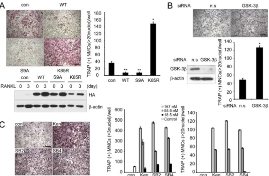 FIGURE 2. GSK-3␤ activity regulates osteoclast formation. A, in vitro differentiation of osteoclasts from BMM cells infected with pMX-puro (con), HA-GSK3␤ (WT), HA-GSK3 ␤-S9A (S9A), or HA-GSK3␤-K85R (K85R), respectively