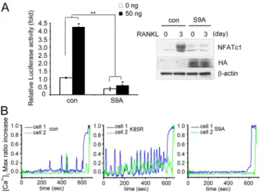 FIGURE 3. GSK-3␤ inactivation is required for the induction of NFATc1