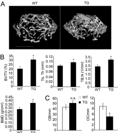 FIGURE 5. Osteopetrotic phenotype of Tg mice expressing GSK3␤-S9A