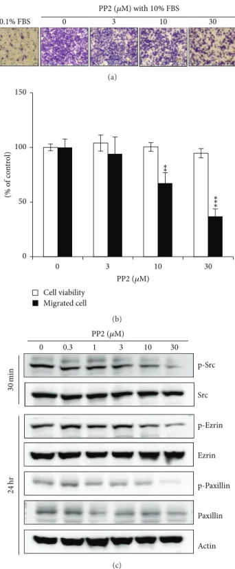 Figure 5: Effects of Src inhibitor, PP2, on cell migration and on the phosphorylation of ezrin and paxillin