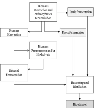 Fig. 7 Routes for production of ethanol from microalgae 3)