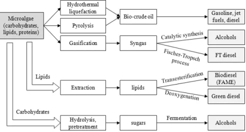 Fig. 1 Pathways for converting microalgae to biofuels 2) 존 식용작물 대신에 미세조류(microalgae)를 활용하 는 기술이 차세대 바이오연료 기술로 큰 관심을 받 고 있다(Fig
