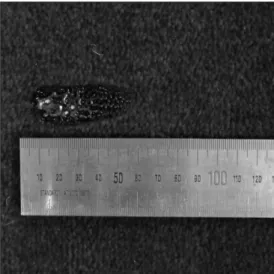 Table 4. Remaining Flame Time and Carbonization Length of General Carpet