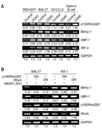 Figure  3.  Expression changes of transcriptional regulators after CD40  stimulation and in response to p190RhoGEF and RhoA down-regulation  in B cells at various maturational stages