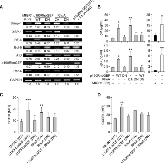 Figure 4.  Direct effects of manipulating the activity of p190RhoGEF and RhoA on B cell maturation and downstream transcriptional regulators